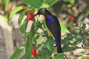 Male Brown-Throated Sunbird